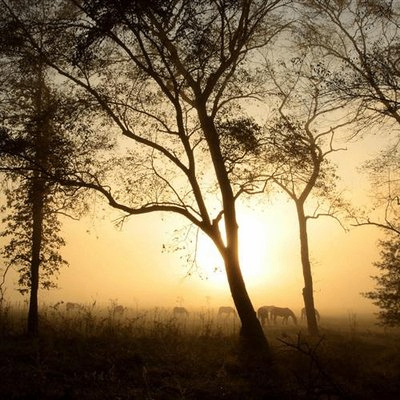 naiks (naiks.lens) Lens social identity (.lens handle) PFP