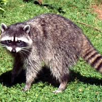 Jerak (jerak.lens) Lens social identity (.lens handle) PFP