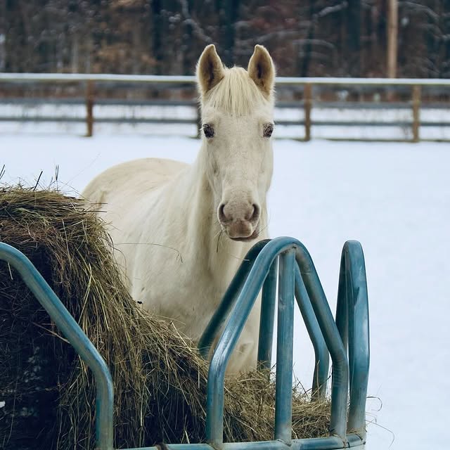 Luna Hart (genieo.lens) Lens social identity (.lens handle) PFP