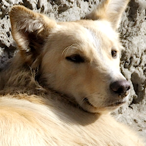 Rick Row (pancakelover.lens) Lens social identity (.lens handle) PFP