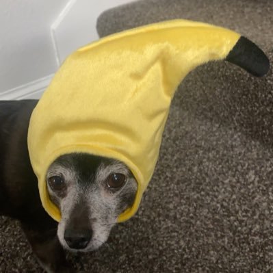 maddyknapp2 (maddyknapp2.lens) Lens social identity (.lens handle) PFP