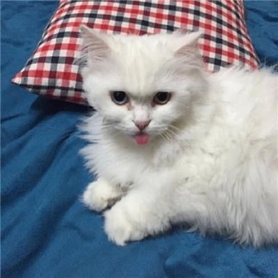 Guy Rudolph (ttmmm.lens) Lens social identity (.lens handle) PFP