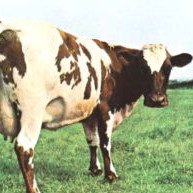 Homer (jacksonegbuy7.lens) Lens social identity (.lens handle) PFP