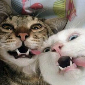 CheikKath (cheikkathi39088.lens) Lens social identity (.lens handle) PFP