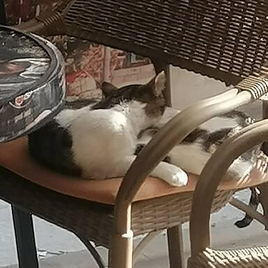 Tamer Anwar (goooal.lens) Lens social identity (.lens handle) PFP