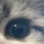 meilhi (meilhi.lens) Lens social identity (.lens handle) PFP