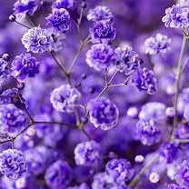 hoangduc (tape3.lens) Lens social identity (.lens handle) PFP