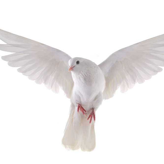 sevendove (jsjshshshs.lens) Lens social identity (.lens handle) PFP