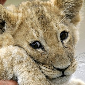 Svetlana (sweatdream.lens) Lens social identity (.lens handle) PFP