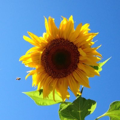 funksands (37906.lens) Lens social identity (.lens handle) PFP