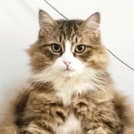 Jack Paul (jackpaul.lens) Lens social identity (.lens handle) PFP