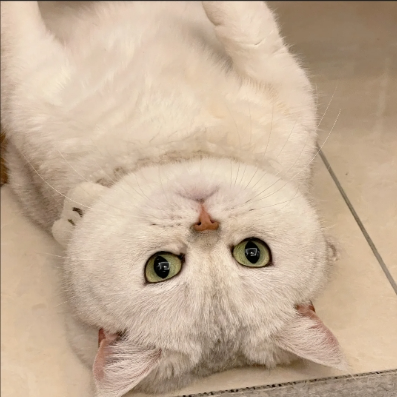 Luna has short legs (ulysseskinch105.lens) Lens social identity (.lens handle) PFP