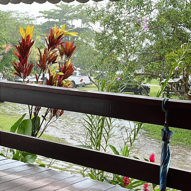 Evolvia Eleftheria (shappify.lens) Lens social identity (.lens handle) PFP