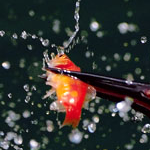 nusagdq (ganiwq.lens) Lens social identity (.lens handle) PFP