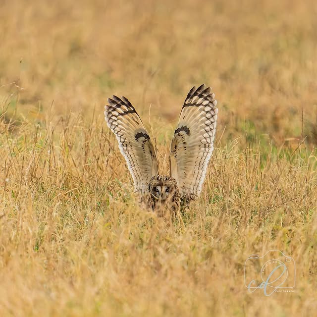 Cognitive Mavericks (clickbank.lens) Lens social identity (.lens handle) PFP