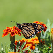 Bhaskar (bhaskarlens.lens) Lens social identity (.lens handle) PFP