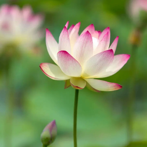 bigui (biguiyuan02.lens) Lens social identity (.lens handle) PFP