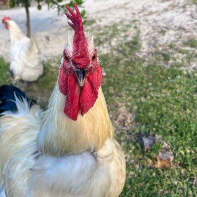 jacko_rick (jackorick.lens) Lens social identity (.lens handle) PFP