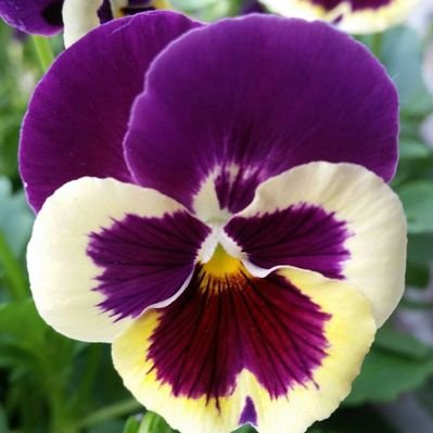 violetviol11 (violetviol11.lens) Lens social identity (.lens handle) PFP