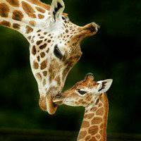 Delfinasfs (evelynty.lens) Lens social identity (.lens handle) PFP