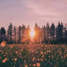 dqwexcz (roxievh.lens) Lens social identity (.lens handle) PFP