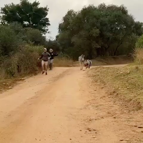 DiploGlobe 🌍 (vinepair.lens) Lens social identity (.lens handle) PFP