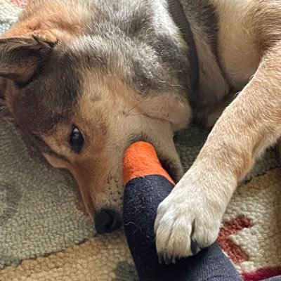 flatfendered (flatfendered.lens) Lens social identity (.lens handle) PFP