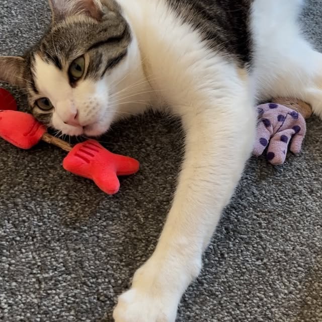 Chronoscribe (rarbg.lens) Lens social identity (.lens handle) PFP