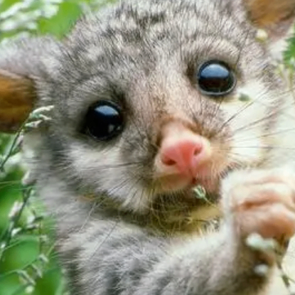 Lindsay Micah (nnnddd.lens) Lens social identity (.lens handle) PFP