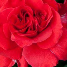 Ward Eveline (vvvvvi.lens) Lens social identity (.lens handle) PFP