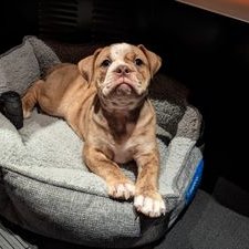 CashOTR (cashotr.lens) Lens social identity (.lens handle) PFP