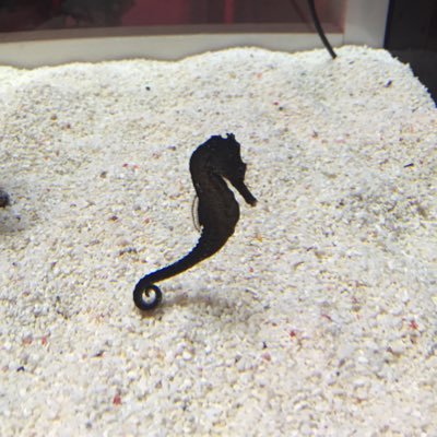 39_fjr (39fjr.lens) Lens social identity (.lens handle) PFP