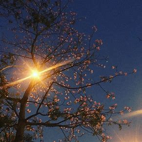 cryptotdsgfd (cryptotdsgfd.lens) Lens social identity (.lens handle) PFP