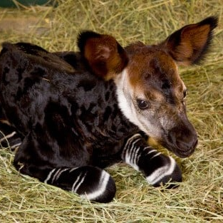 oka (okapi.lens) Lens social identity (.lens handle) PFP