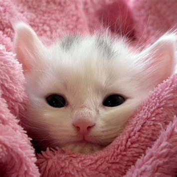 Mobi (mobiii.lens) Lens social identity (.lens handle) PFP