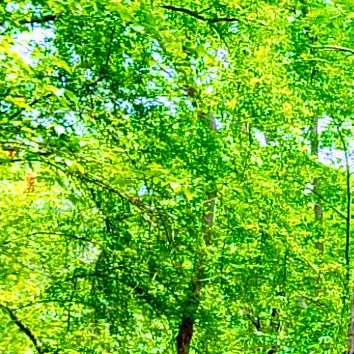 Bgani (bgani.lens) Lens social identity (.lens handle) PFP