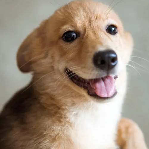 Elma Mark (dddddp.lens) Lens social identity (.lens handle) PFP