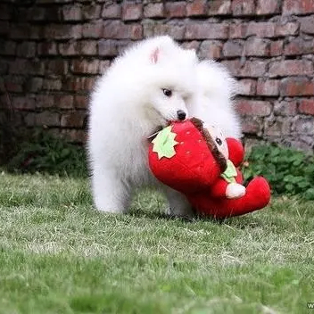 Ethereal (troli.lens) Lens social identity (.lens handle) PFP