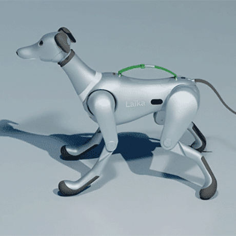 Zulfequar Ali (zulfe786.lens) Lens social identity (.lens handle) PFP