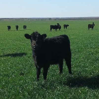 yearlins (yearlins.lens) Lens social identity (.lens handle) PFP