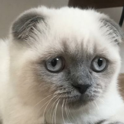 Yasir (bronz.lens) Lens social identity (.lens handle) PFP