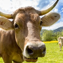 sade (99821.lens) Lens social identity (.lens handle) PFP