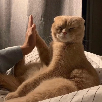 block cat (753222.lens) Lens social identity (.lens handle) PFP