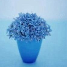 Alston Walkley (dliii.lens) Lens social identity (.lens handle) PFP