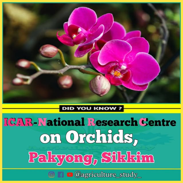 Niels Bohrson (adplxmd.lens) Lens social identity (.lens handle) PFP