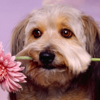 “Team acceptance & love” “Team harmony” (lllzzz.lens) Lens social identity (.lens handle) PFP