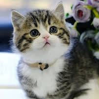 Egoistic (egoistic.lens) Lens social identity (.lens handle) PFP