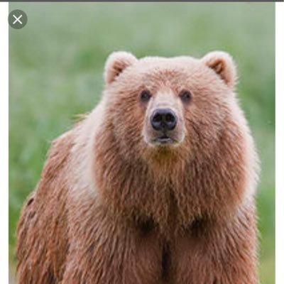 bear_tracker (beartracker.lens) Lens social identity (.lens handle) PFP