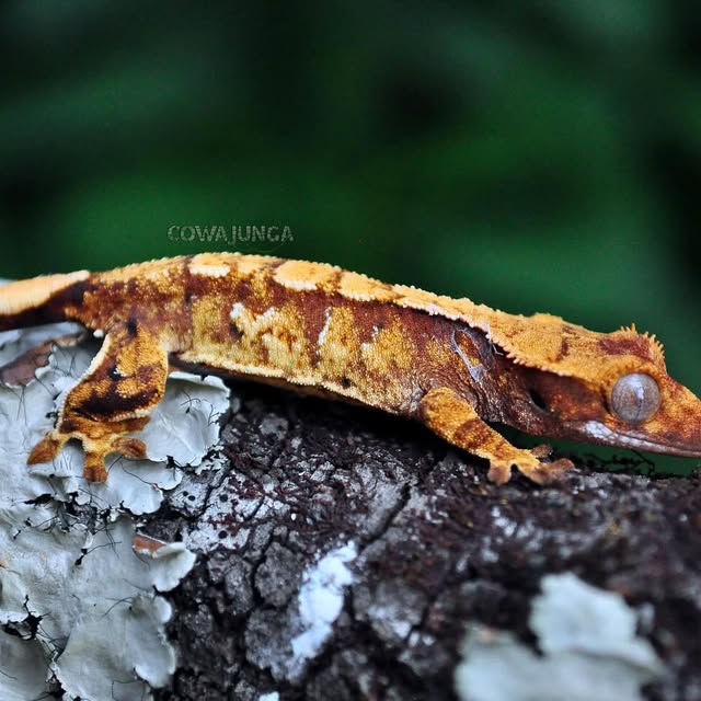 Vocal Harmony (disciplin.lens) Lens social identity (.lens handle) PFP