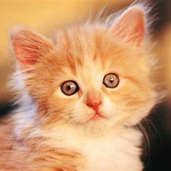 hdjsh1 (hdjsh1.lens) Lens social identity (.lens handle) PFP